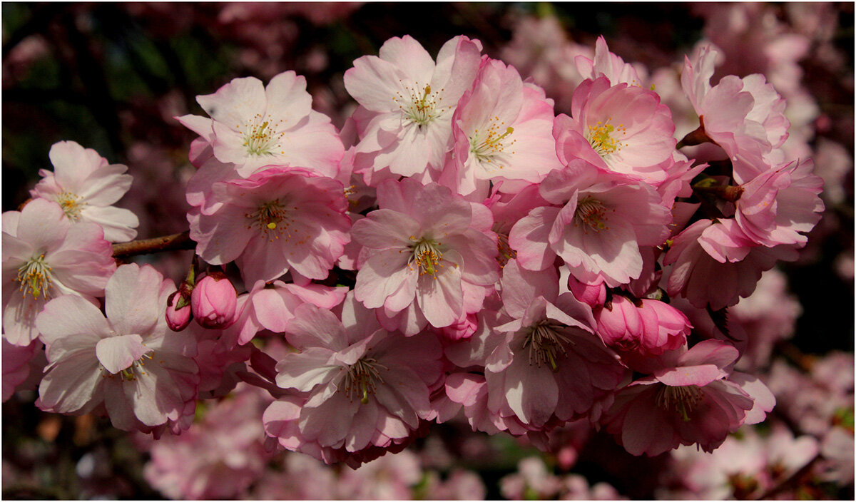 Зацвела Сакура - Aleksandr Gal Зацвела Сакура - Aleksandr Gal