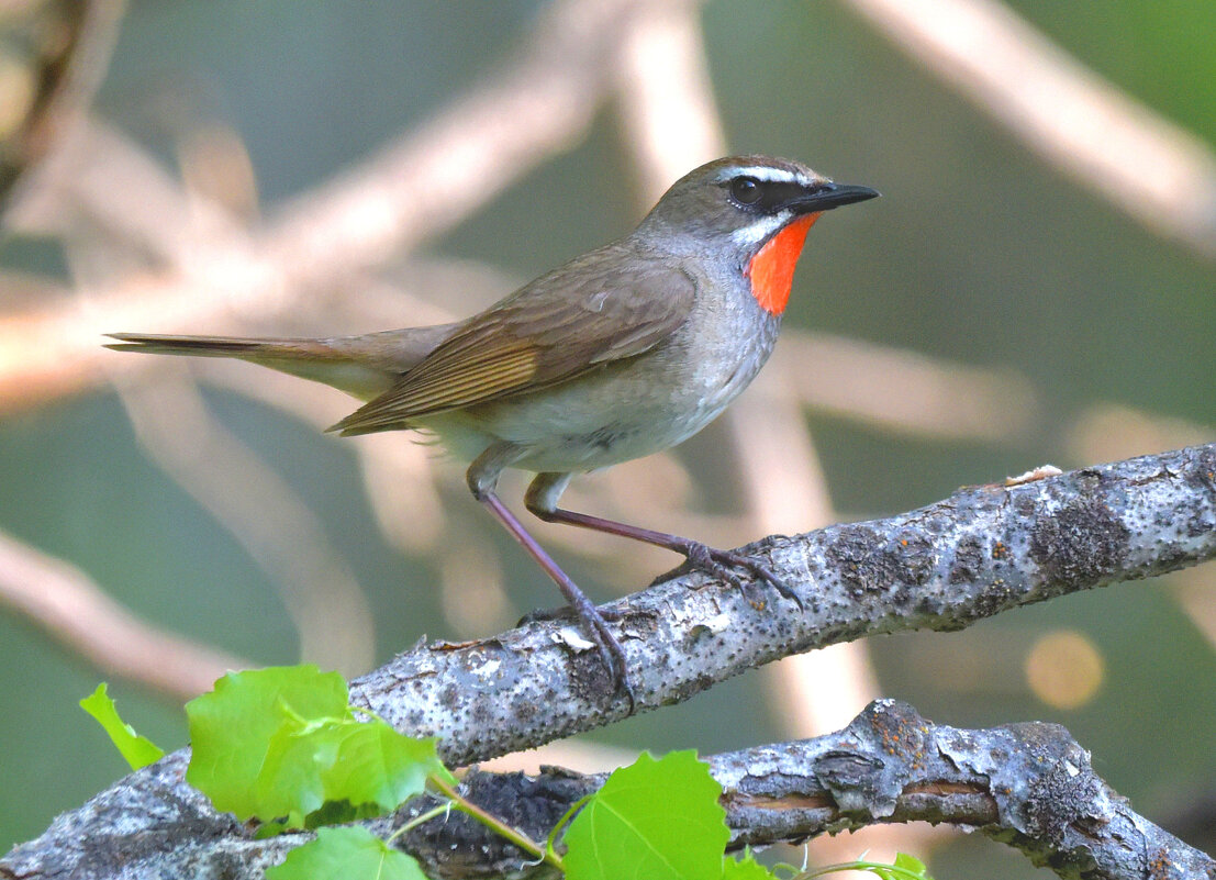 Певун - Михаил Белоусов