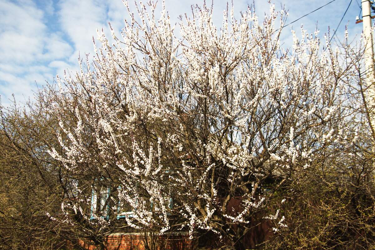 Цветение - Владимир Зырянов