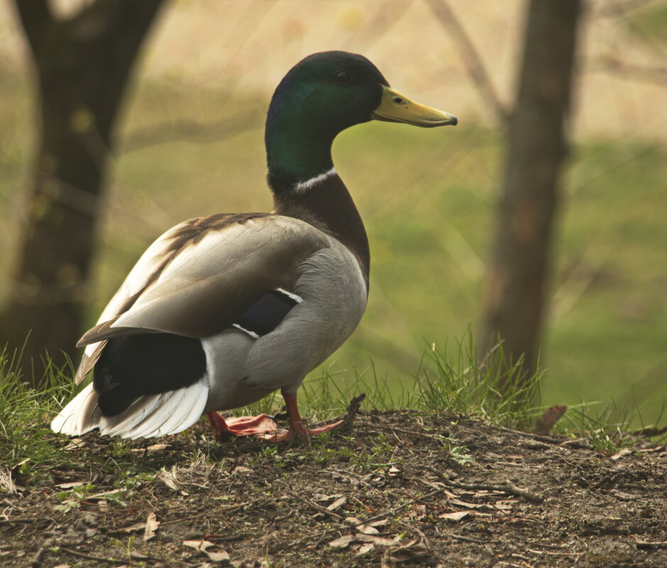 Заблудился - Владимир Зырянов