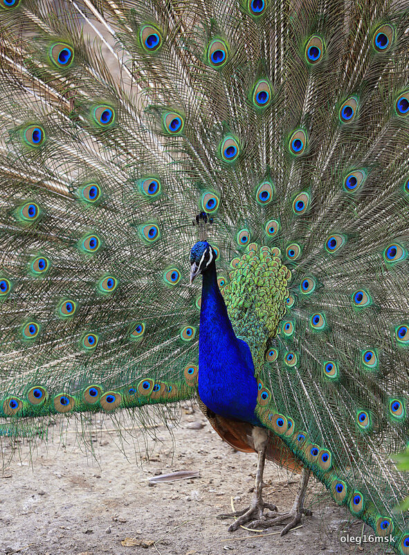 красавец сам собою - Олег Лукьянов