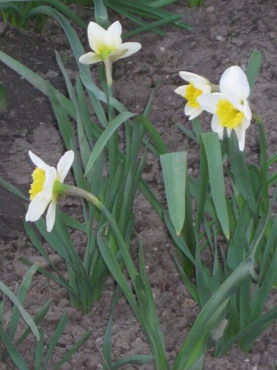 Весенние цветы - Дмитрий Никитин