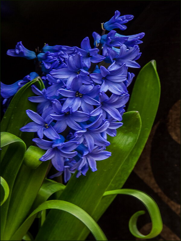 Гиацинт - Наталья Rosenwasser