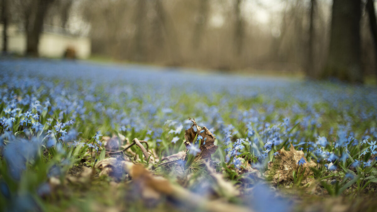 Море цветов - sorovey Sol Море цветов - sorovey Sol