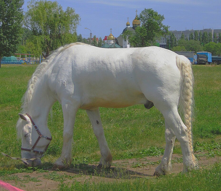 что там грива и копыта! ?...главное - хвост!! - Надежда Борисенко что там грива и копыта! ?...главное - хвост!! - Надежда Борисенко