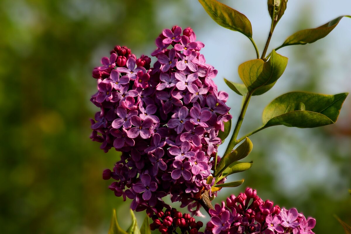 Расцвела сирень - Юрий. Шмаков Расцвела сирень - Юрий. Шмаков