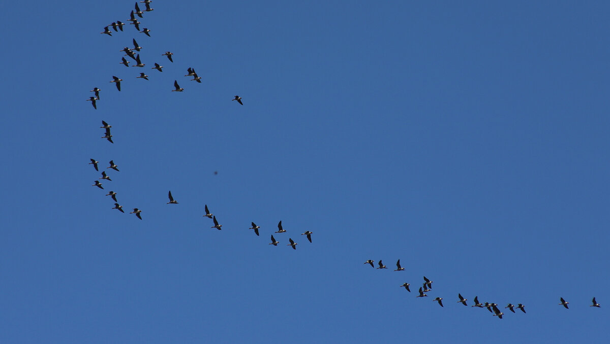 Гусь - краснов юрий 