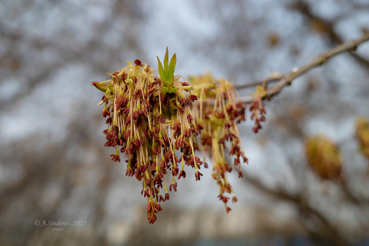 Американский клён распускается - Александр Синдерёв Американский клён распускается - Александр Синдерёв