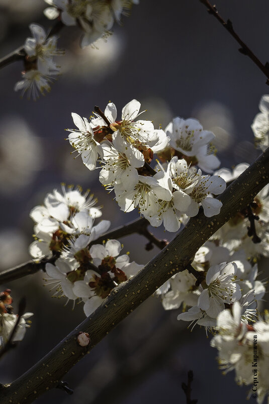 Первым зацвёл абрикос... - Сергей К. Первым зацвёл абрикос... - Сергей К.