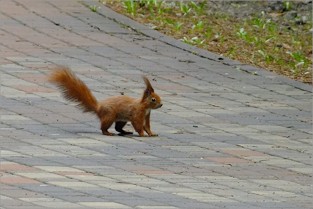 Рыжик - Фёдор Меркурьев