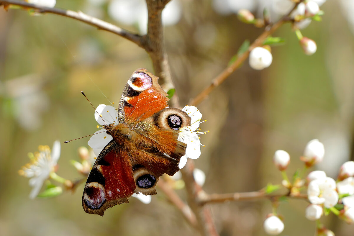 из снятого сегодня 5 - Александр Прокудин