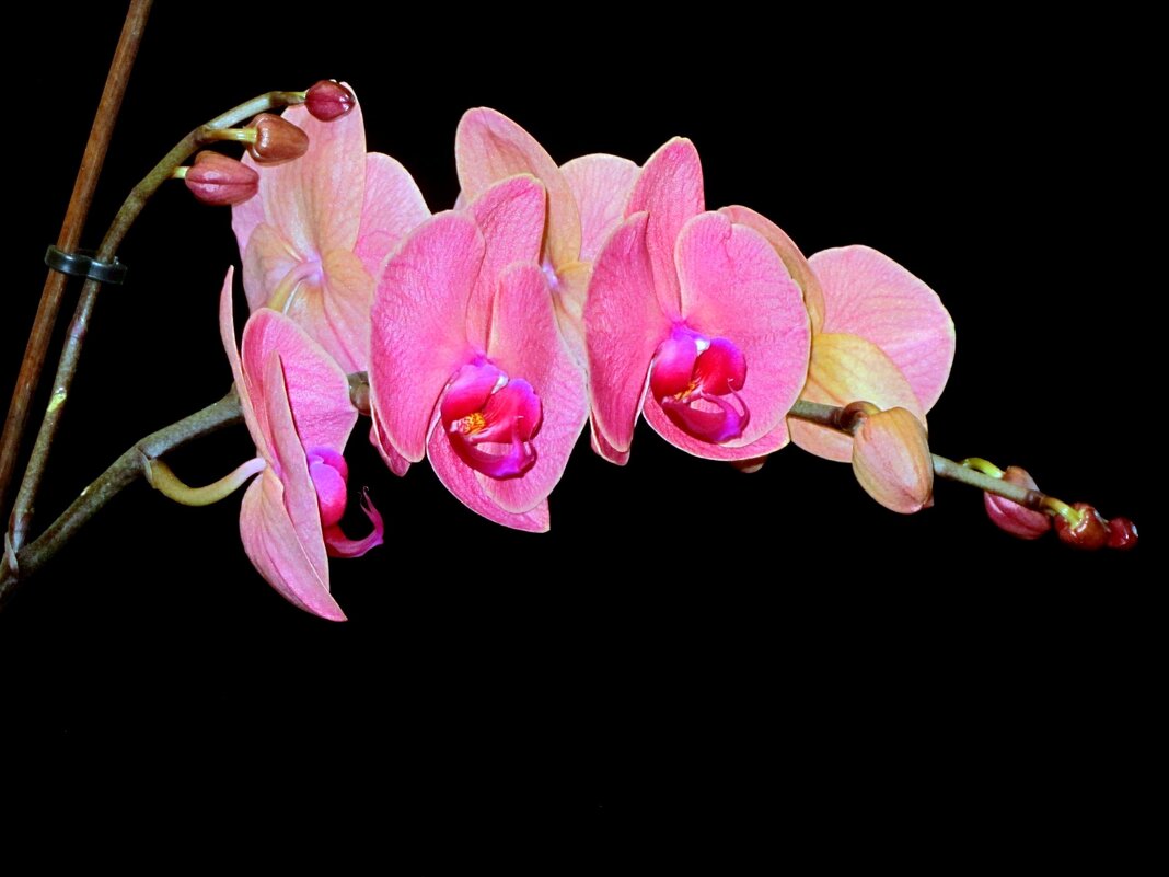 Большое семейство - Сергей Карачин