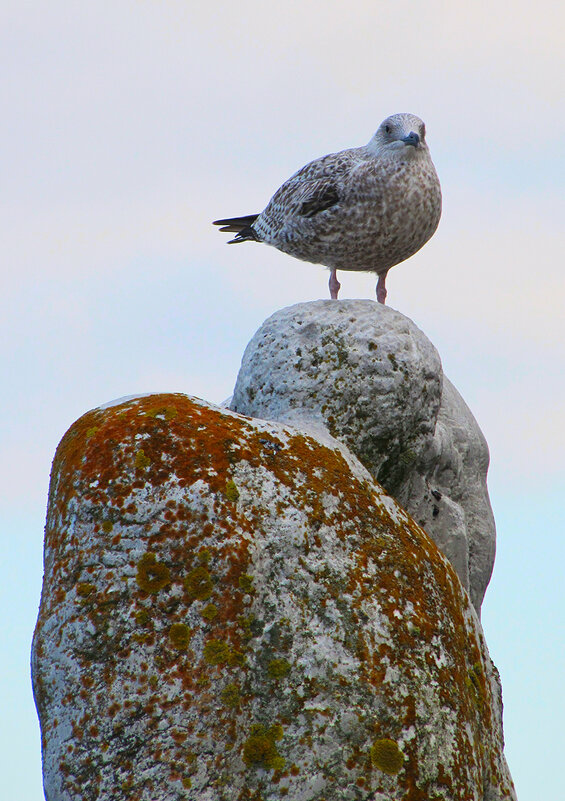 Монументальность - E volution Монументальность - E volution