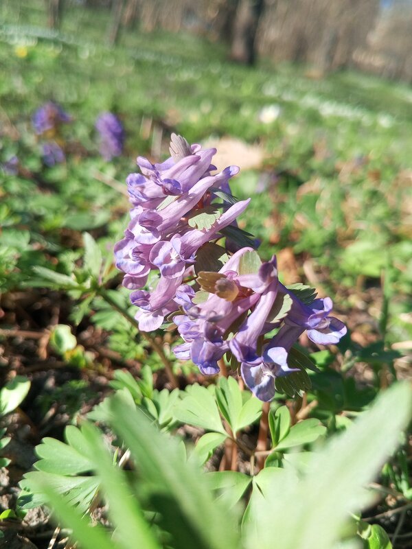 Хохлатка - Сапсан 