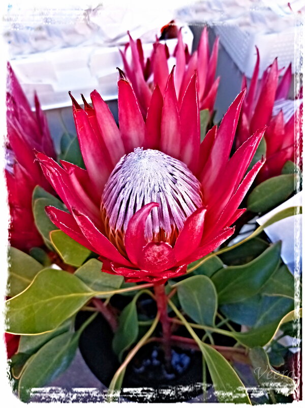 Протея артишоковая - Veera V