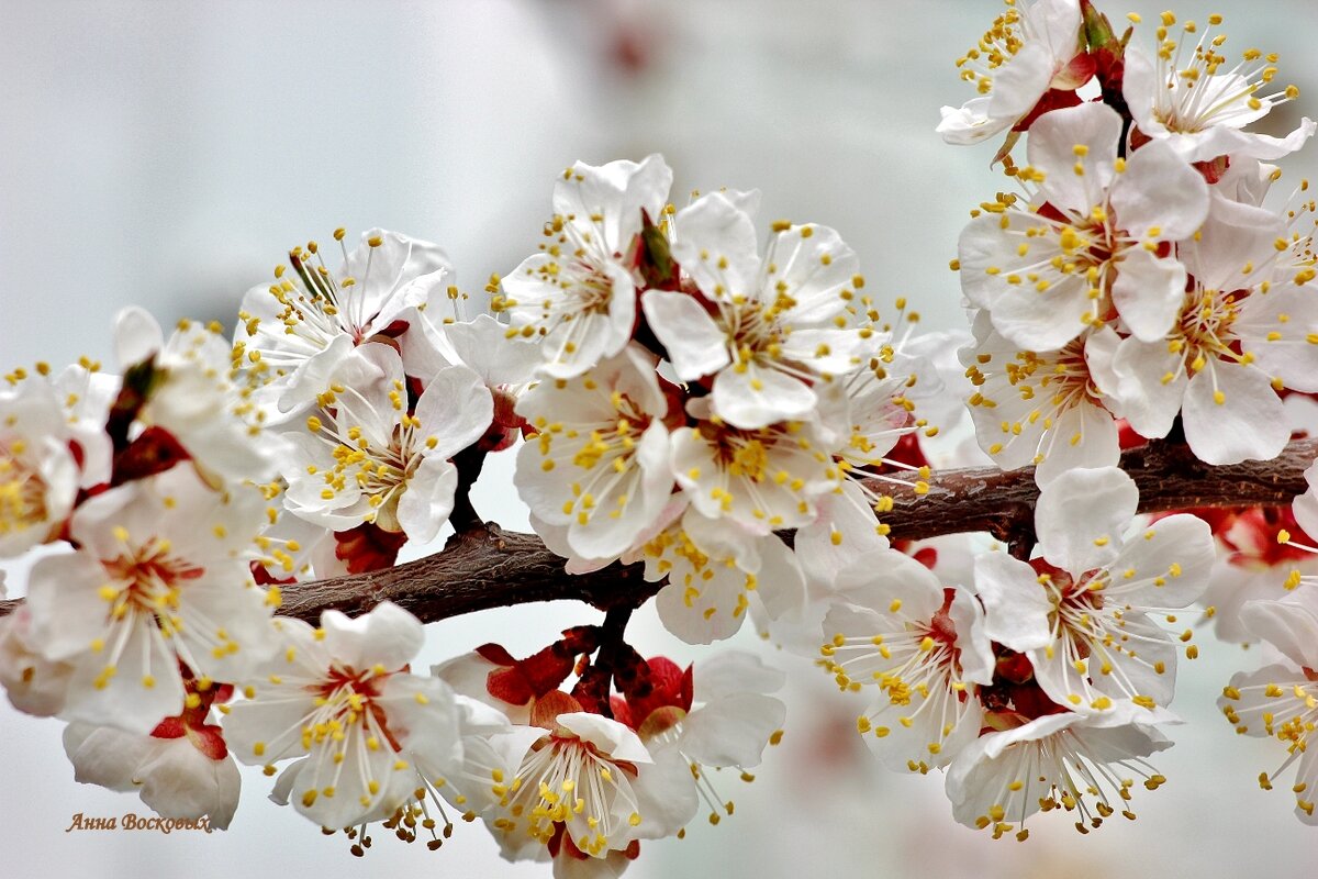 Вот и абрикосы зацвели! - Восковых Анна Васильевна Вот и абрикосы зацвели! - Восковых Анна Васильевна