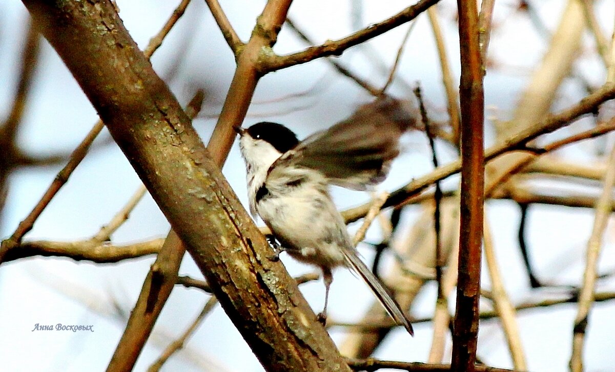 Черноголовая гаичка! - Восковых Анна Васильевна Черноголовая гаичка! - Восковых Анна Васильевна