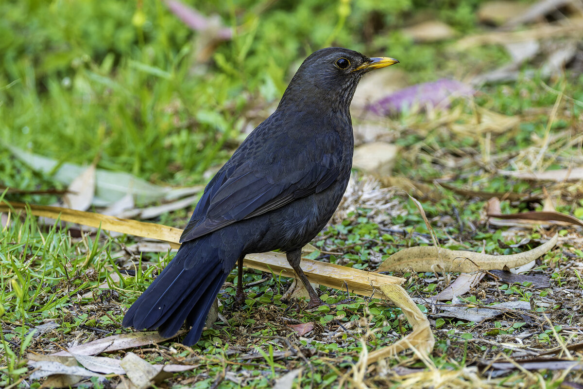 Чёрный дрозд. - Alexander Amromin Чёрный дрозд. - Alexander Amromin