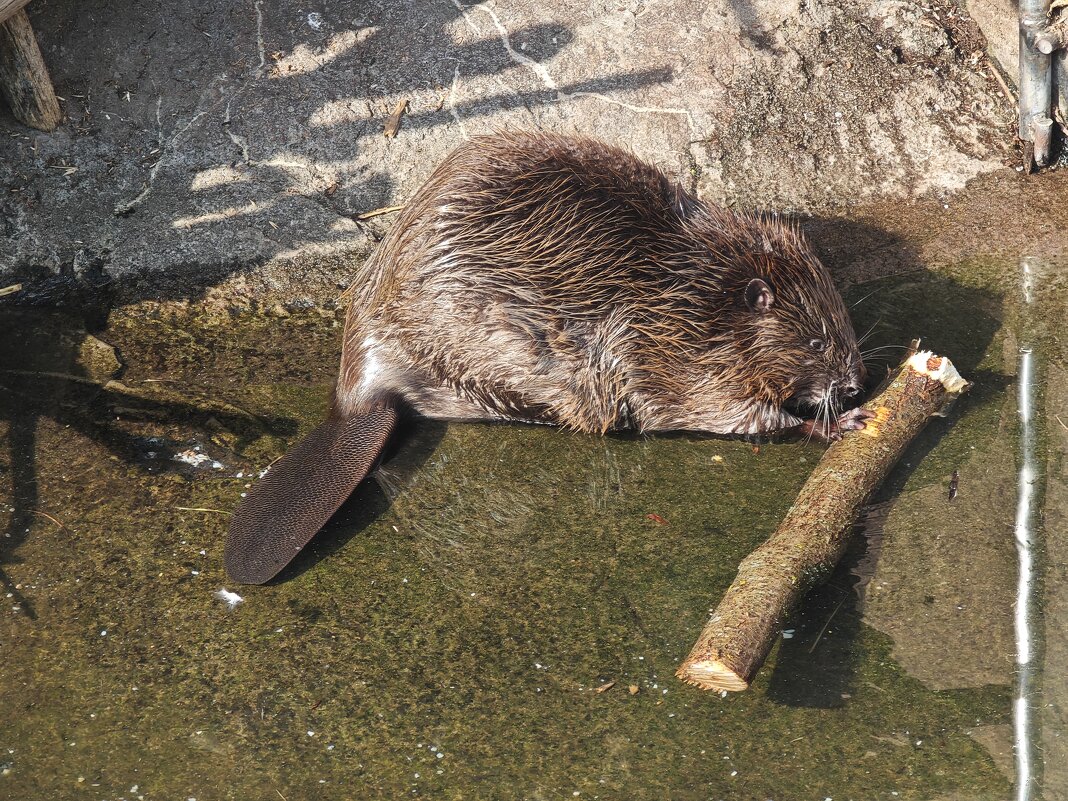 Бобр - <<< Наташа >>>