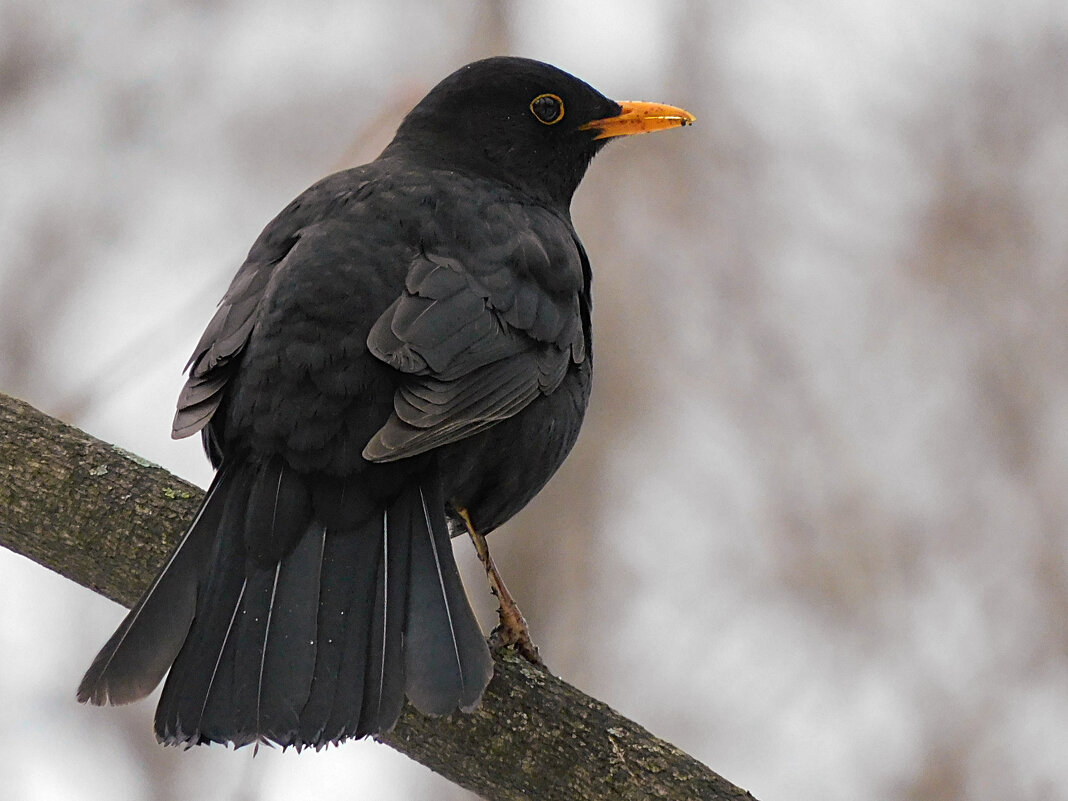 Чёрный дрозд - Лина Чёрный дрозд - Лина
