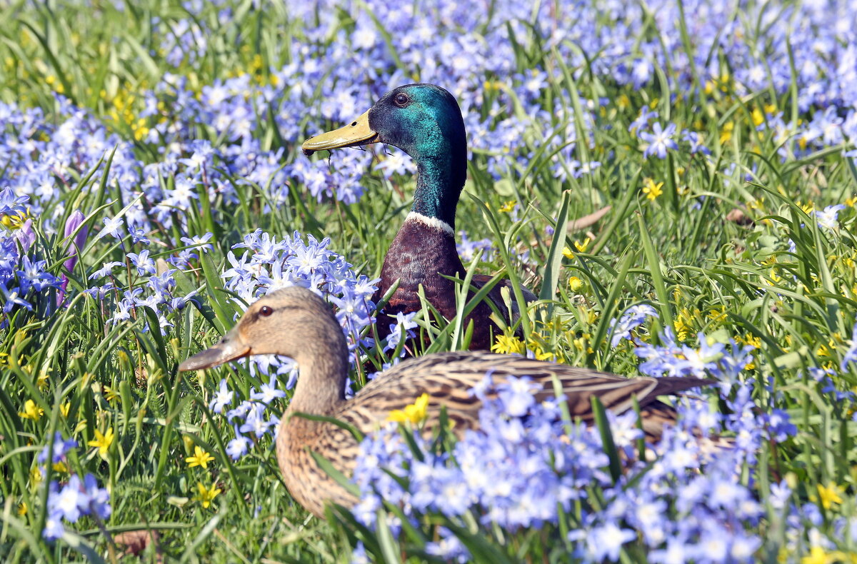 18 апреля в Ботсаду - Михаил Бибичков 18 апреля в Ботсаду - Михаил Бибичков