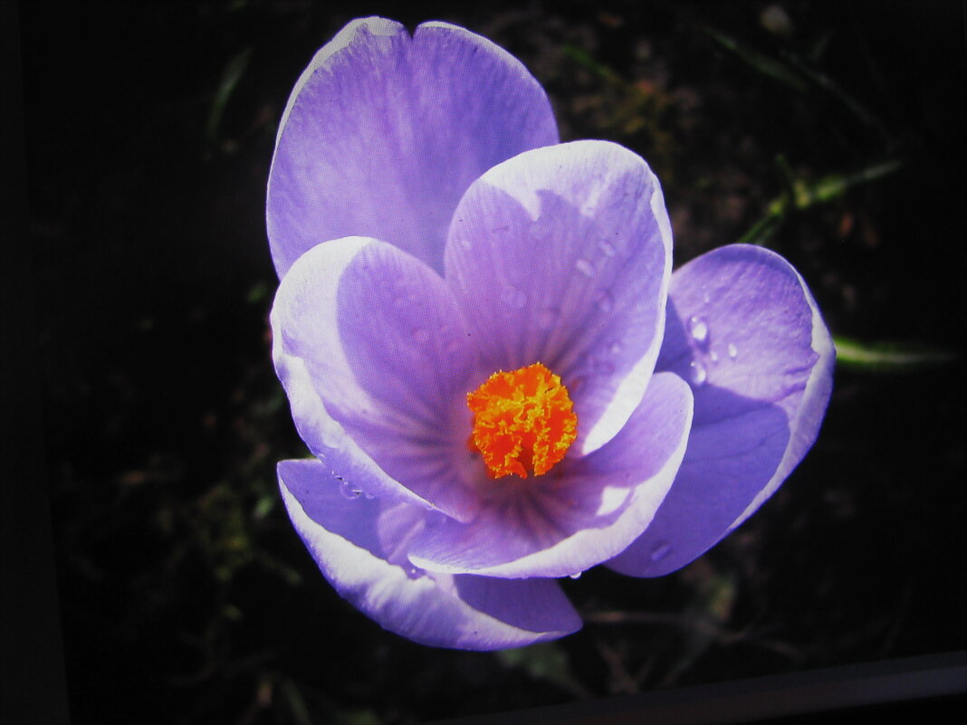 Красавчик - Людмила Смородинская Красавчик - Людмила Смородинская