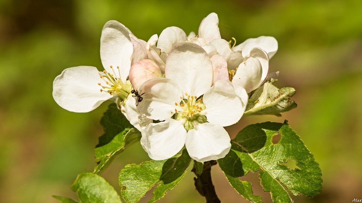 3790 - Alex . 3790 - Alex .