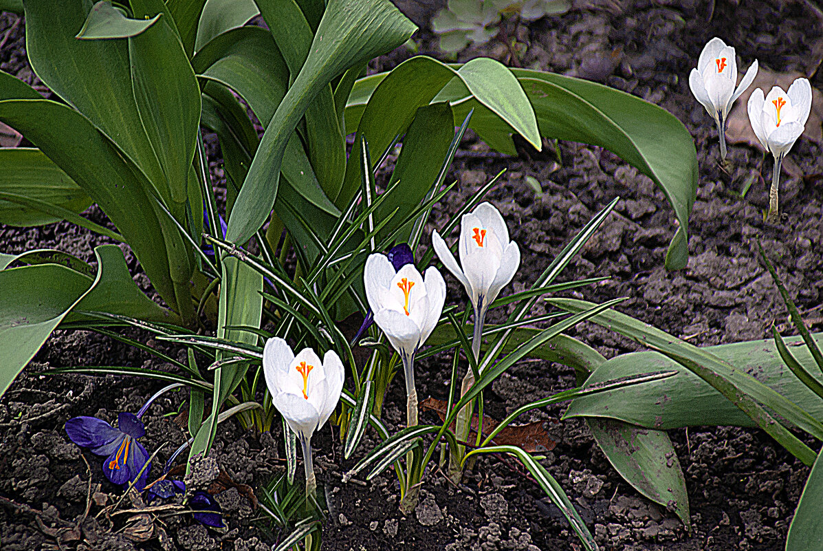 Первые - Владимир Кроливец Первые - Владимир Кроливец