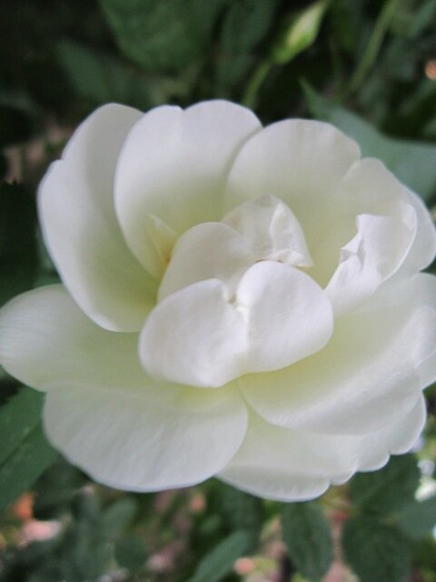 Цветок шиповника - Дмитрий Никитин