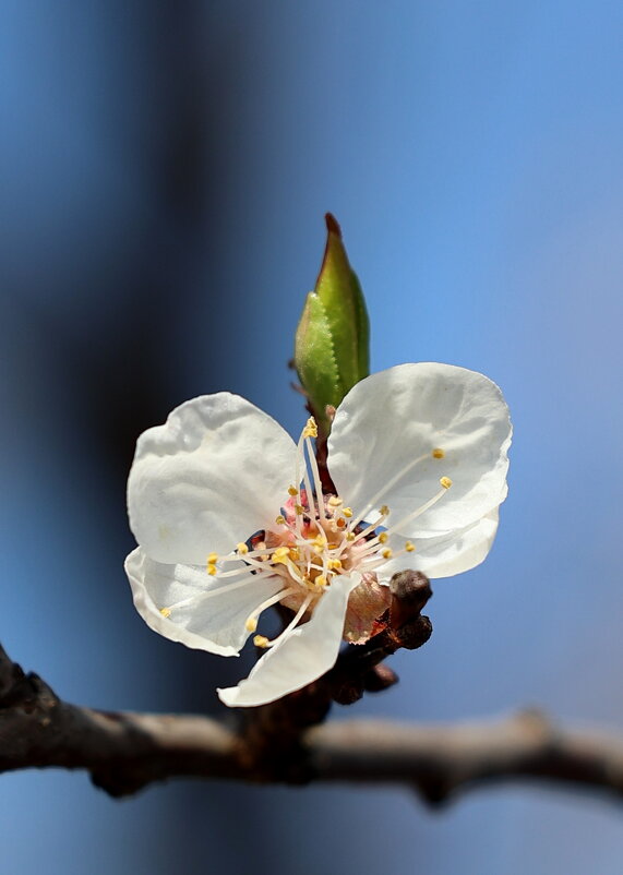 И росток - Александр Кондаков