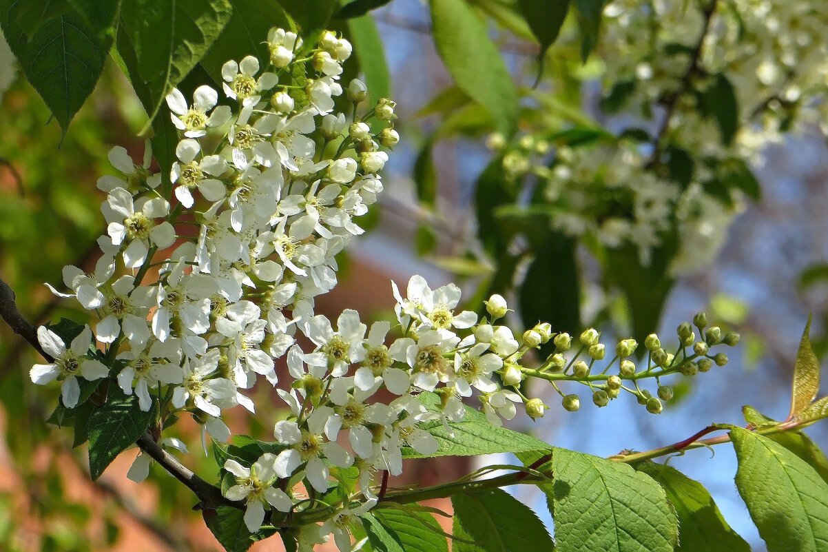 К Пасхе зацвела черёмуха - Татьяна Смоляниченко К Пасхе зацвела черёмуха - Татьяна Смоляниченко