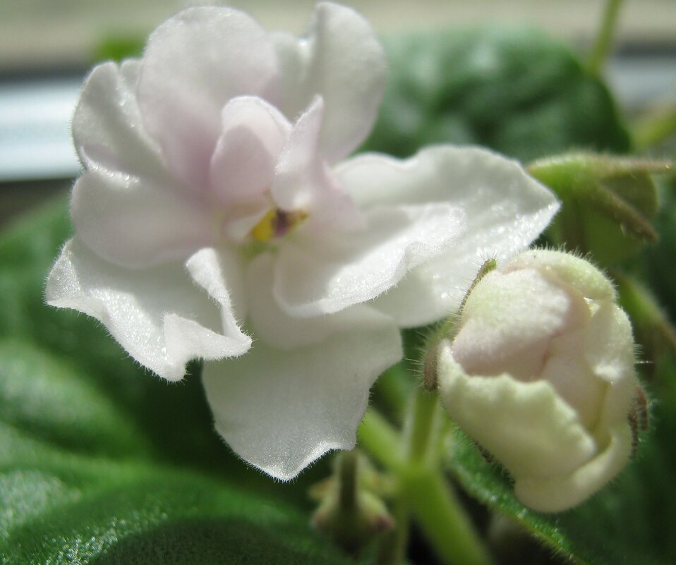 Нежность - Елена Семигина