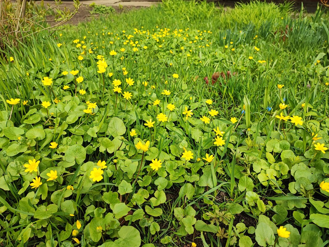 ... - Сергей Тимоновский