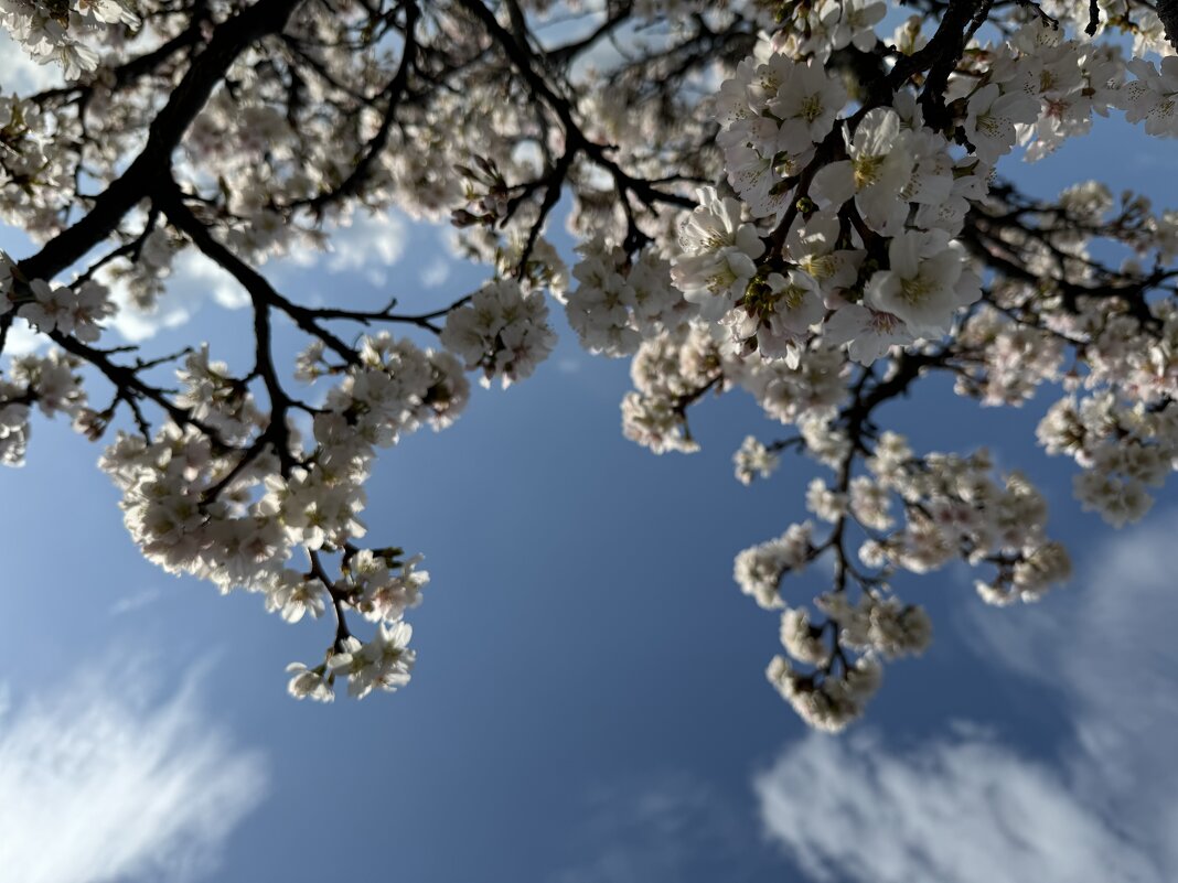 Весна в городе - Анна Камс Весна в городе - Анна Камс