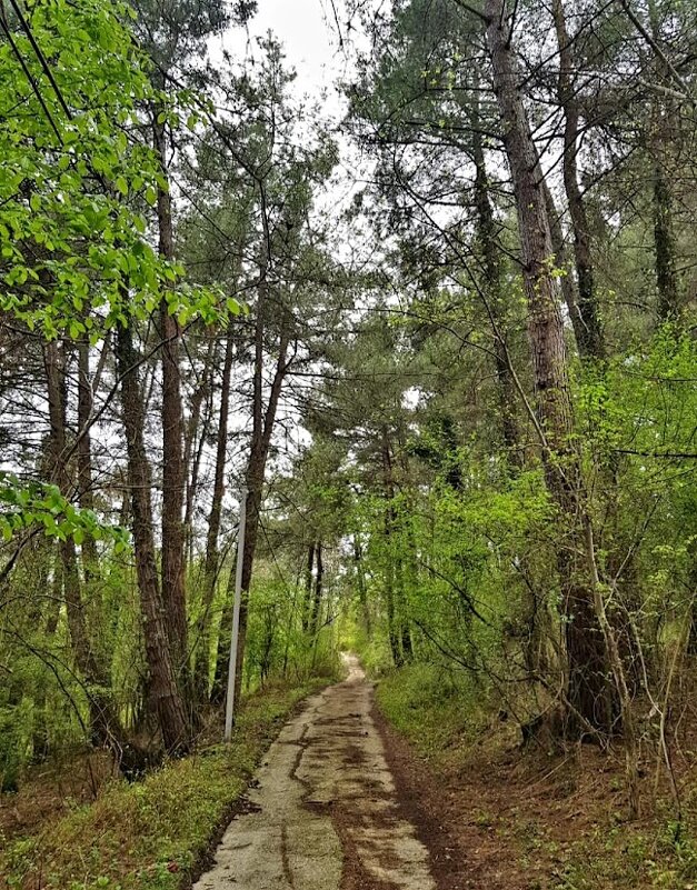 Прогулка в лесу - Tata Wolf