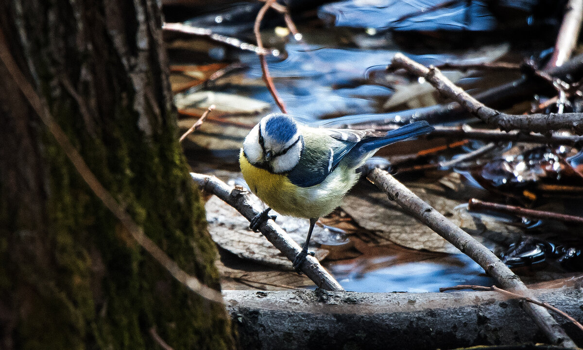Лазоревка. - Владимир Безбородов