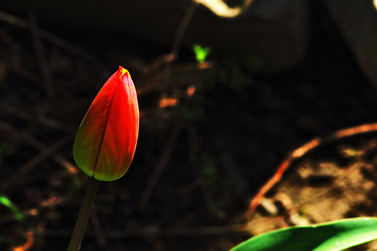 Скоро распустится - Юрий Гайворонскiий Скоро распустится - Юрий Гайворонскiий