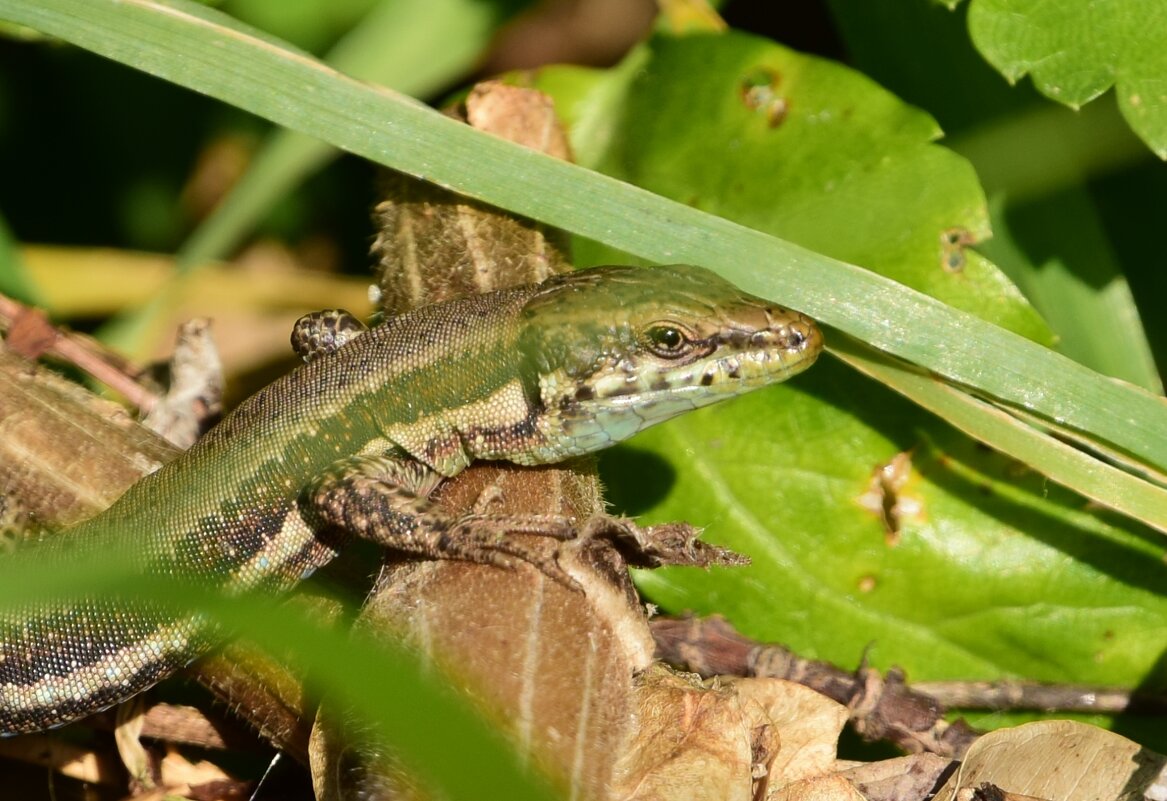 Прыткая ящерица - Oleg4618 Шутченко