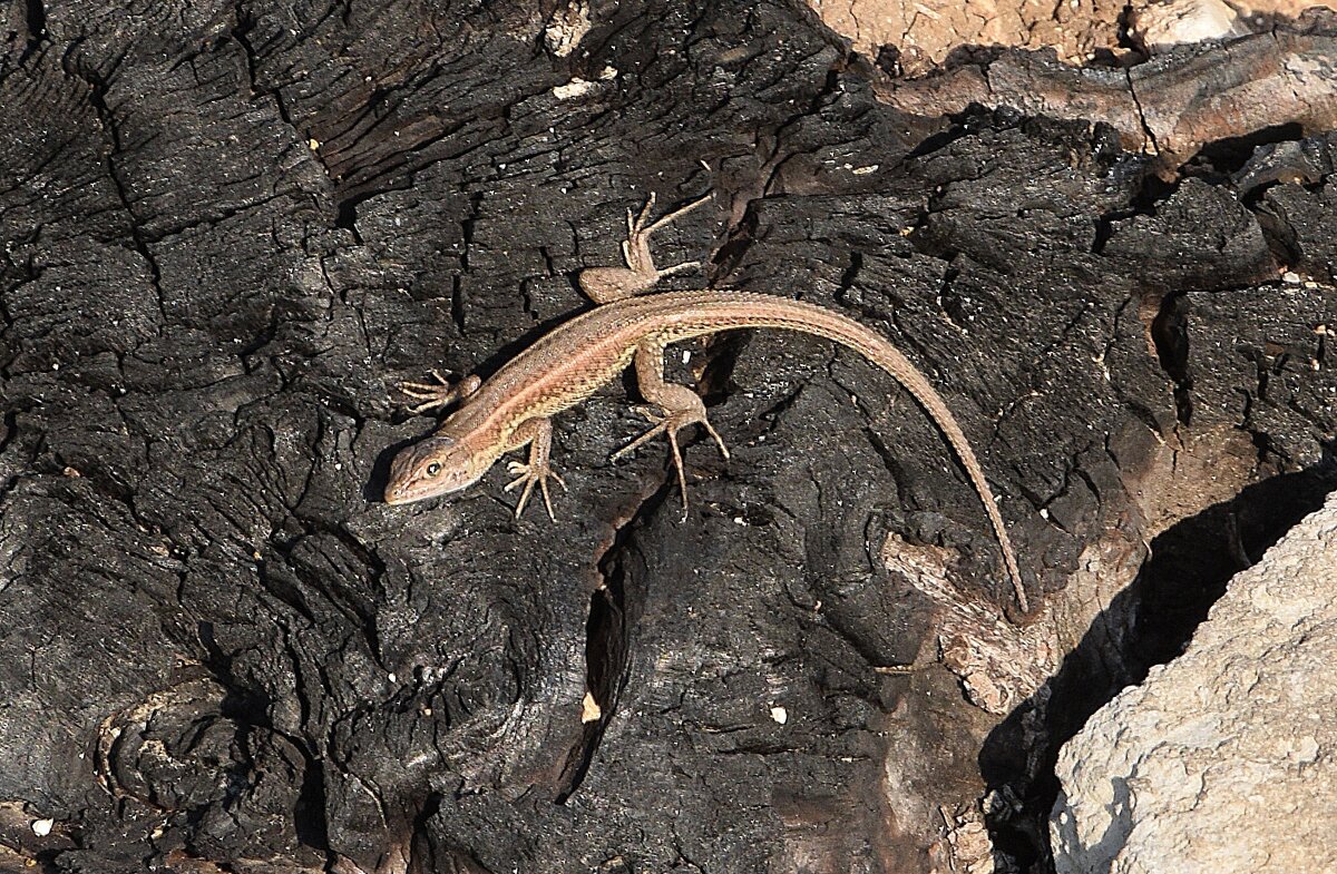 Вопрошающий взгляд (Живородящая ящерица) - Oleg4618 Шутченко Вопрошающий взгляд (Живородящая ящерица) - Oleg4618 Шутченко