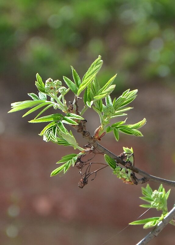 Рябина - Oleg4618 Шутченко Рябина - Oleg4618 Шутченко