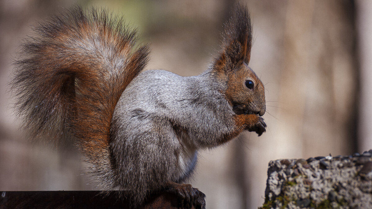 Какой мех, какой хвостик! - Вадим Басов Какой мех, какой хвостик! - Вадим Басов