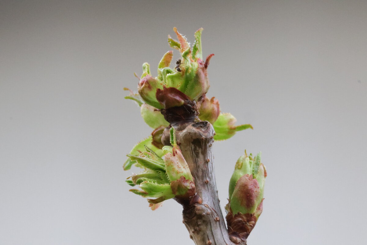 Весеннее макро - Павел Fotoflash911 Никулочкин