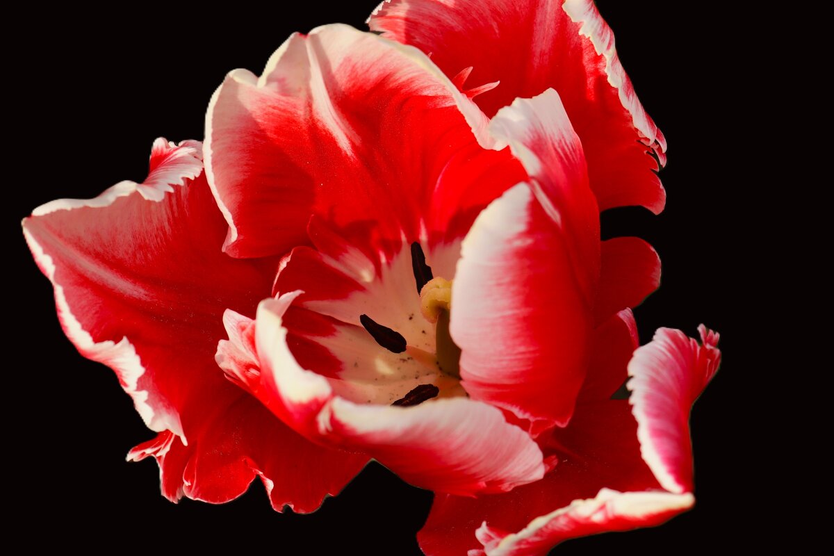 Тюльпан - Юрий. Шмаков Тюльпан - Юрий. Шмаков