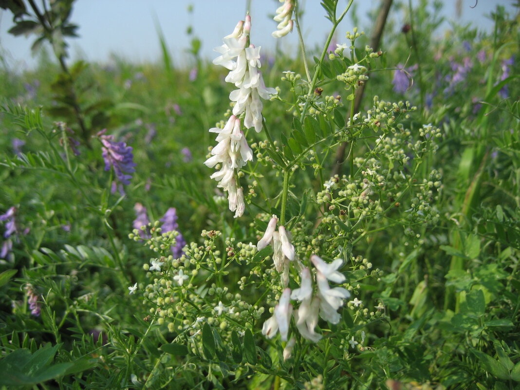 Мышиный горошек - Anna Ivanova