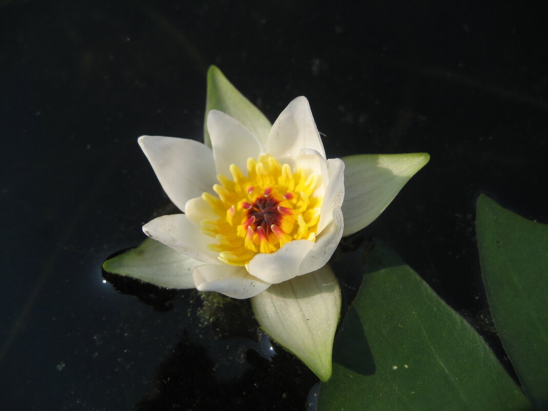 Кувшинка четырёхгранная - Anna Ivanova Кувшинка четырёхгранная - Anna Ivanova