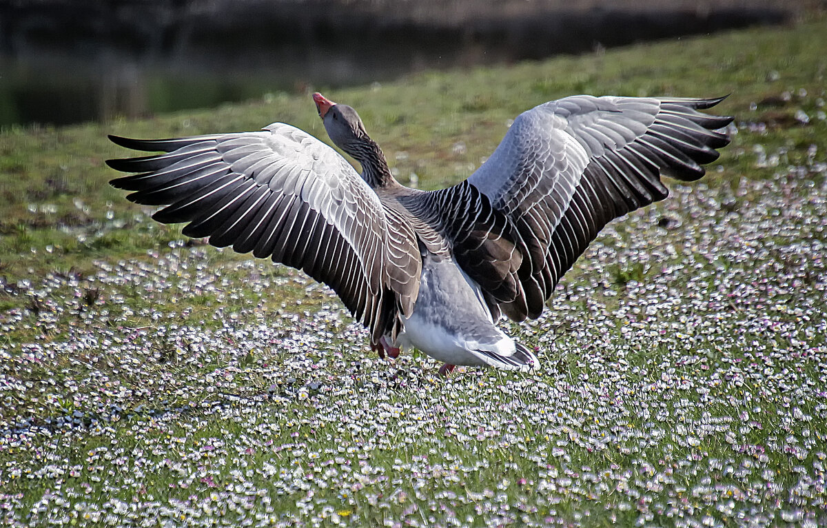 ****** - Андроник Александр ****** - Андроник Александр