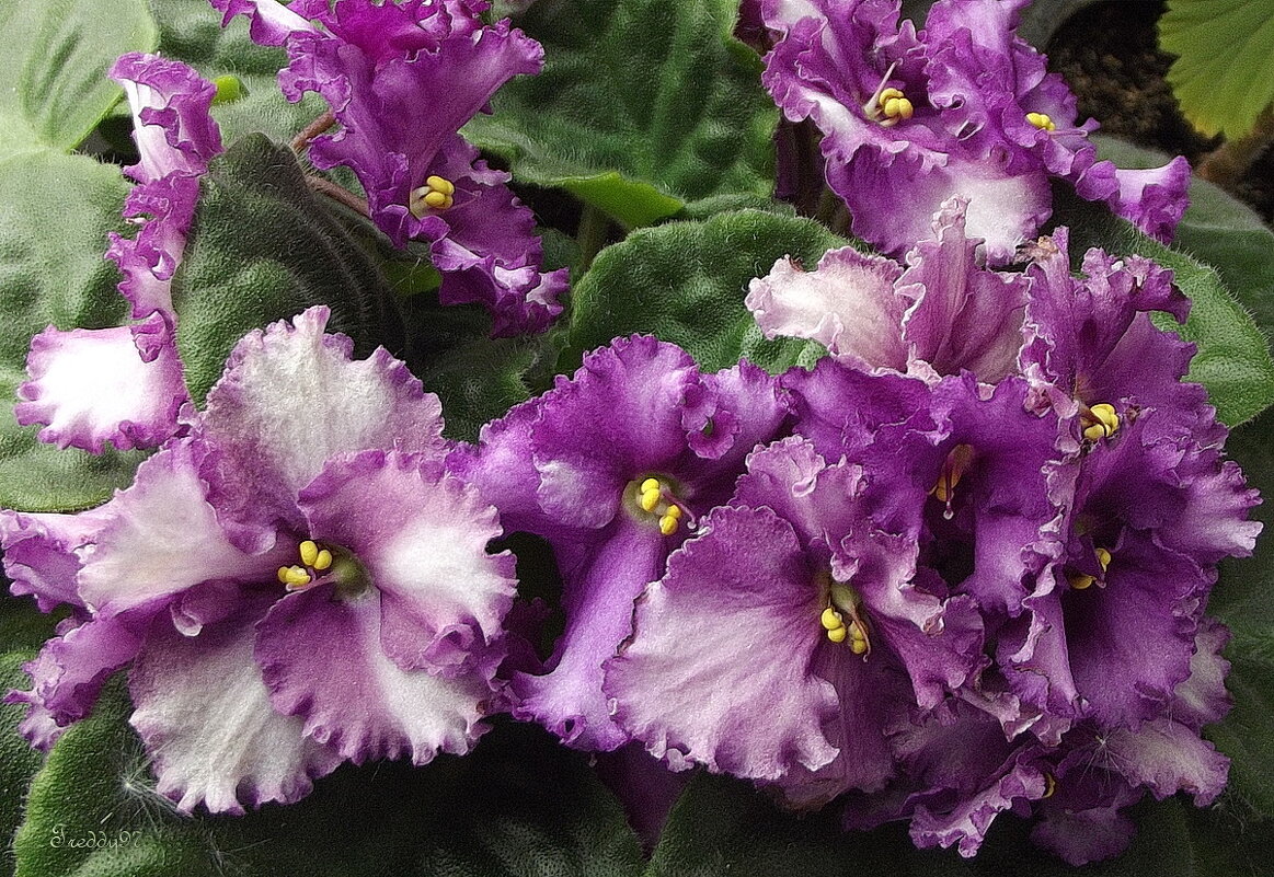 Фиалки - Freddy 97 Фиалки - Freddy 97