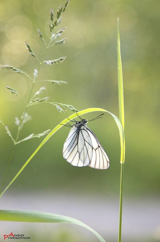 На травке... - Андрей Пристяжнюк