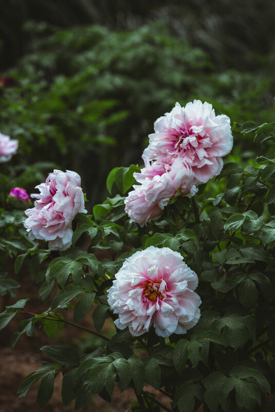 Сезон пионов - Дмитрий 