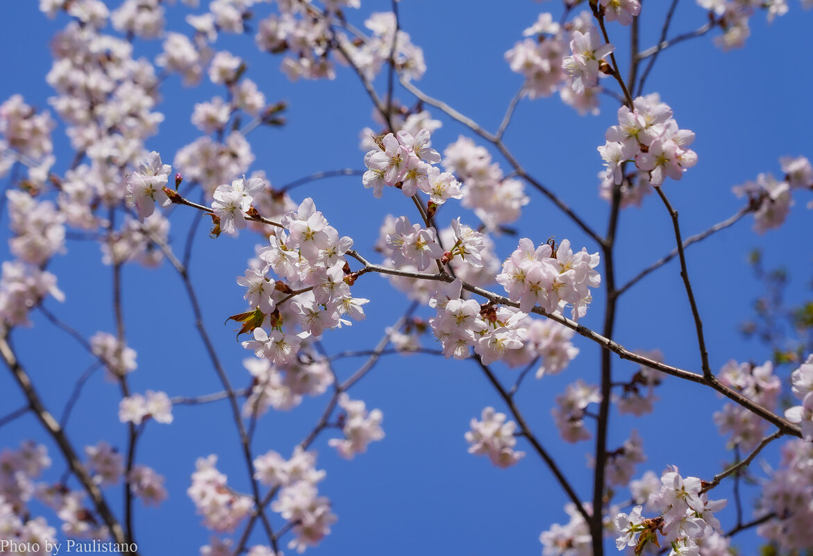 Цветущий апрель... - Владимир Жданов Цветущий апрель... - Владимир Жданов